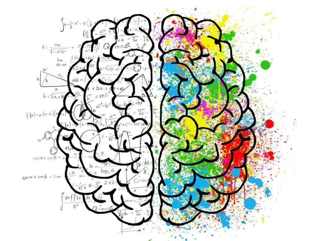 Creierul uman – rol, anatomie, funcții și 50 de curiozități