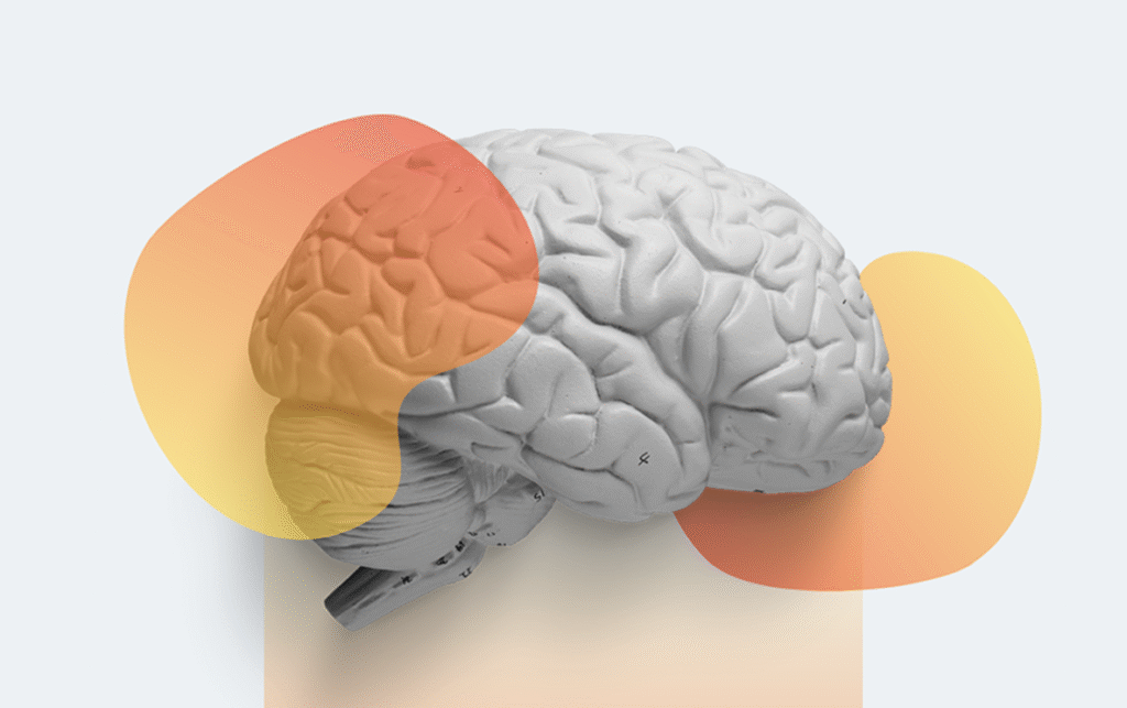 Harta creierului BrainMap